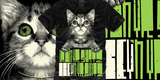 Obey Cat Obey Cat image