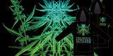 Jack Herer image