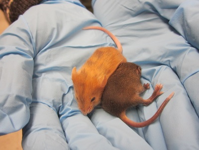 An example of an agouti offspring next to a brown sibling