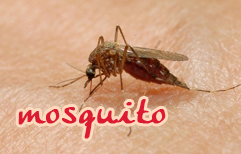English Lesson - Bug Spray