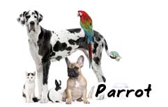 English Lesson - Getting A Pet