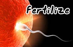 English Lesson - The Miracle Of Life