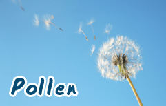 English Lesson - Allergies