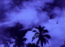 1288889525_palms_image