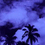 1288889525_palms_image
