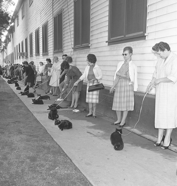 HOLLYWOOD HUNTS A BLACK CAT.