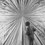 1287638331_therose_jay_defeo2