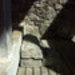 Carmona_thumb