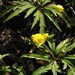 Anemone_ranuncoloides_2_thumb