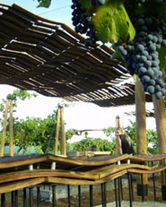 Descanso En Los Viñedos _ Arquitecto : Macarena Avila Burdiles