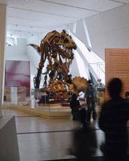 Royal Ontario Museum