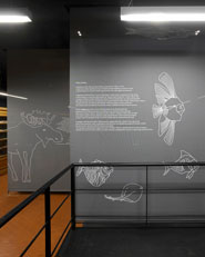 Ristrutturazione del Museo di Geologia e Paleontologia di Palazzo Cavalli, Padova