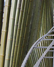 Bamboo Forest House