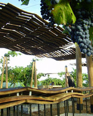 Descanso En Los Viñedos _ Arquitecto : Macarena Avila Burdiles
