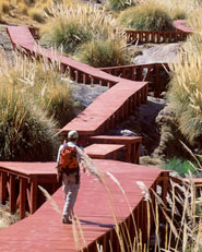 Termas de puritana