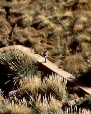 Termas de puritana