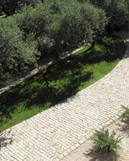 Il giardino degli Ulivi