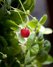 'La Stanza delle Fragole'