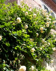 Un giardino a cavallo tra Langhe e Monferrato