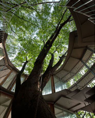Ring Around a Tree