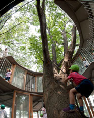 Ring Around a Tree
