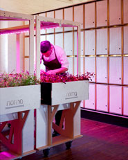 NOMA Lab