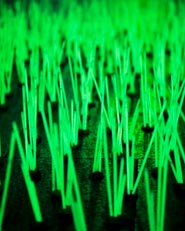 Mutant weeds