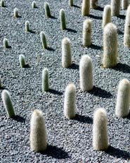 Cacticity