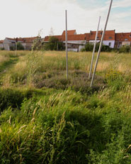 Vetex Mint Gardens