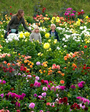 Entrenched Garden