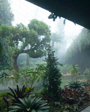 Cooled Conservatories at Gardens by the Bay