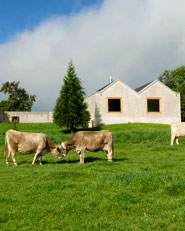 3 low houses in Pampigny