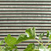 Ext-escalier-bois_1_thumb