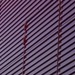 Festival_4