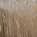 Dsc00247_thumb