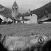 Ricordo_del_mulo_di_bellino1_thumb