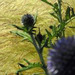 Echinops2_thumb