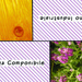 Euroflora-1-fronte-cartolina-nera_copy_thumb