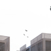Ecvis1_thumb