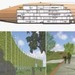Formiaiifase8_thumb