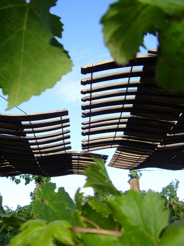 Vinedos-04_large