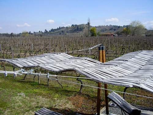 Vinedos-10_large