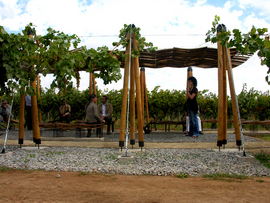 Vinedos-17_normal