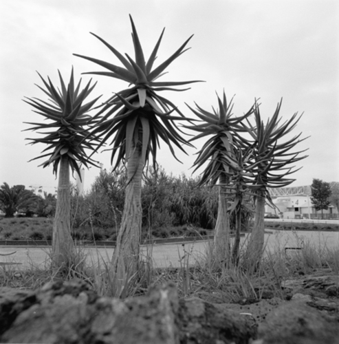 06_jardim_africa_large