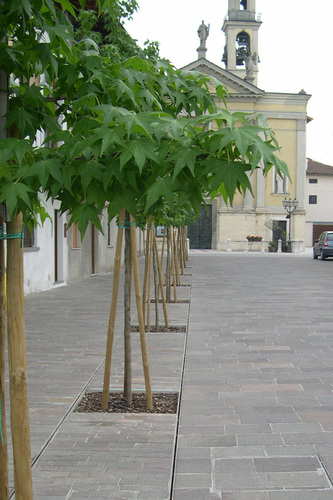 Filare_d_alberi_di_piazza_vittorio_veneto_large