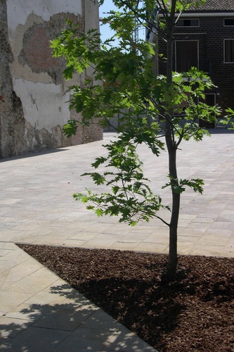L_albero_in_piazza_roma_large