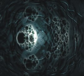 Falena_normal