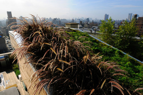 684-broadway-_-balmori-associates-_plantings-5-close-up_large