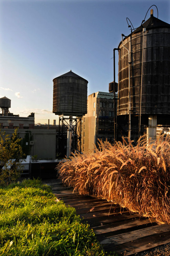 684-broadway-_-balmori-associates-_plantings-with-tank-6_full