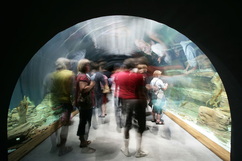 Ozeaneum-stralsund-j-m-schlorke-xz3m1106-tunnelaquarium-tunnel-aquarium_large